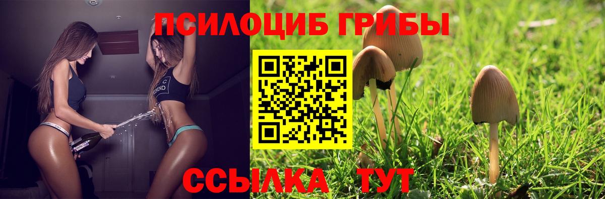 Энгельс  Псилоцибиновые грибы Psilocybine cubensis  Вход с VPN 